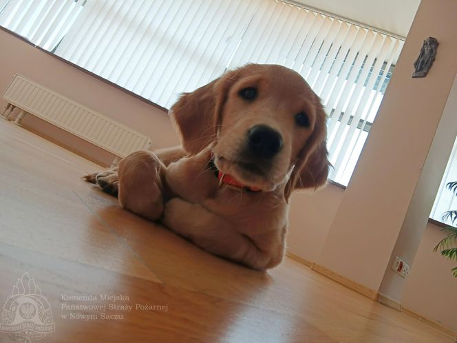 Wygląda jak maskotka, a będzie bohaterem. Strażacy mają nowego psa ratowniczego