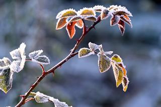 Temperatura spadnie poniżej zera! IMGW ostrzega przed wiosennymi przymrozkami