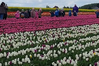 Gospodarstwo Świętokrzyskie tulipany