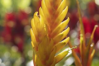 Frizea lśniąca (Vriesea splendens) 