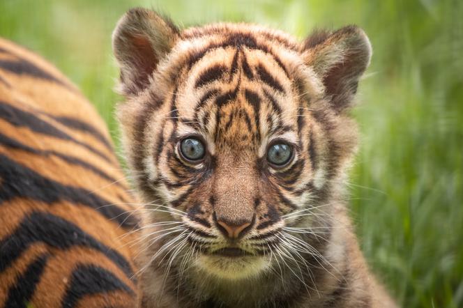 Mała tygrysica z wrocławskiego zoo otrzymała "słoneczne" imię