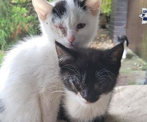 Weszli do środka budynku i zamarli. W środku konały koty, jeden nie przeżył