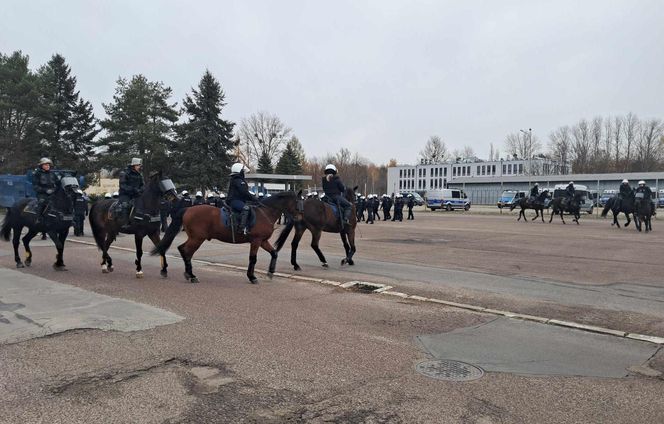 Atestacja koni służących w łódzkiej policji i straży miejskiej