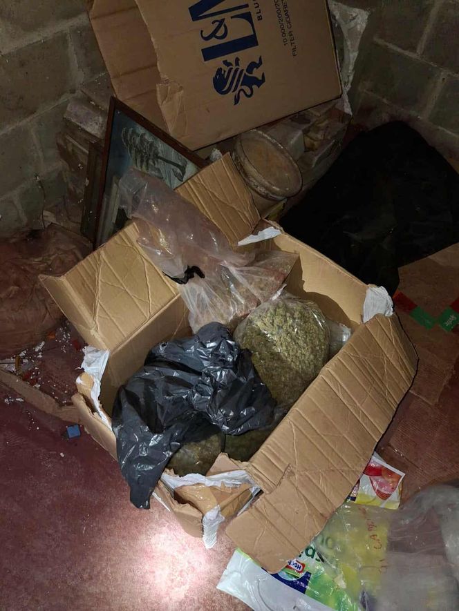 Prawie 40 kilogramów narkotyków i dwie duże plantacje. Dwaj zatrzymani w Starachowicach i gminie Brody