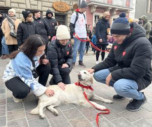 Golden Retriever WOŚP 2024 w Poznaniu. Psiaki też zbierają na dzieciaki. Kwesta na WOŚP i pokazy Golden Retrieverów 