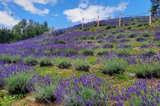 Najwyżej położona plantacja lawendy w Polsce leży w Małopolsce. Zdobi serce Pienin 