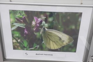 Wystawa zdjęć motyli i ciem w iławskiej Galerii Jazzowej