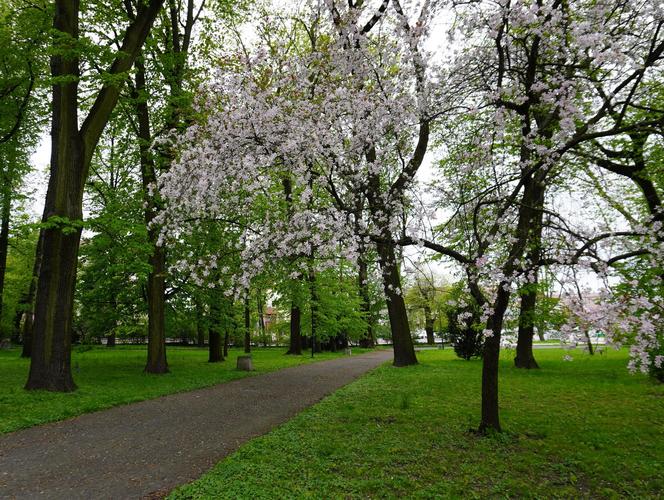Park Bronowice wiosną 2024