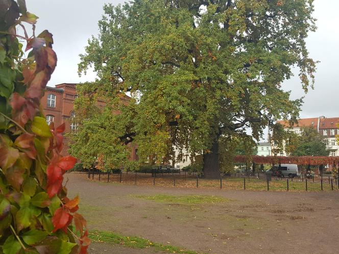 Jesień w Lesznie w najładniejszych kolorach. Najlepszy moment na spacer i fotki 