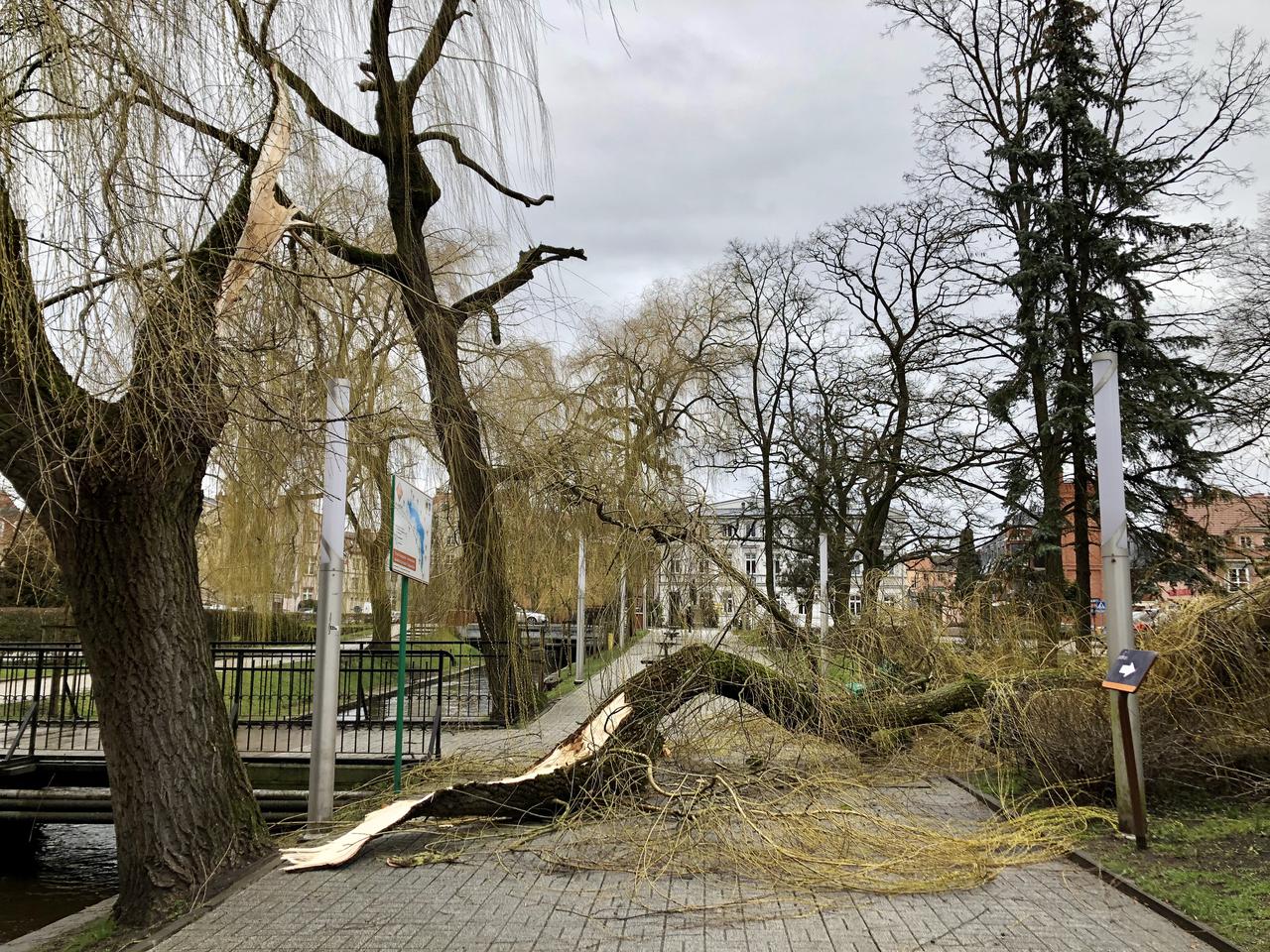 Powalone drzewa i przerwy w dostawie prądu. Szczecinek po przejściu wichury [FOTO]