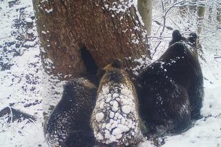 Bieszczadzkie niedźwiadki poszły spać! Antosia i Kostek zapadły w zimowy sen