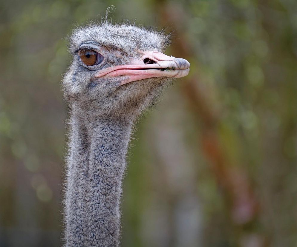 Kanada: Kontrowersyjna decyzja o wybiciu strusi. Co dalej?