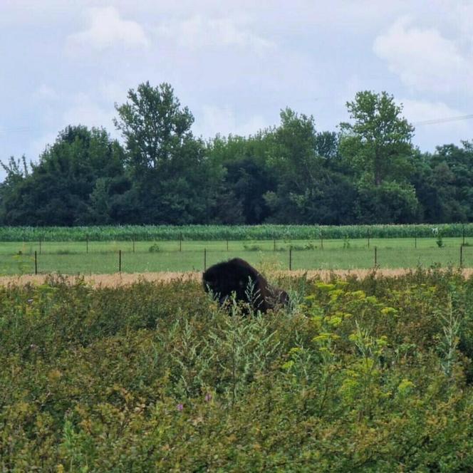 Odłowili bizona w Nadleśnictwie Ostrowiec Świętokrzyscy. Pomogli starachowiccy leśnicy