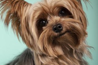 Najpopularniejsze rasy psów w 2024 roku