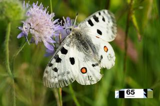 Takie motyle to w Polsce rzadkość. Niektóre mają nawet swoje numery