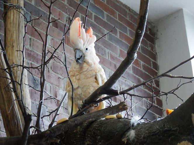 Chorzów: Otwarcie zoo i OGROMNA kolejka! Każdy chce zobaczyć pingwiny