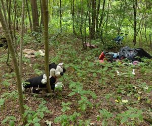 Zgroza w lesie pod Świeciem! Martwy pies w worku foliowym ze związanymi łapami. Policja szuka sprawcy bestialskiego czynu