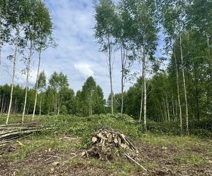 Kontrowersyjna wycinka w Mysłowicach zatrzymana. Interweniował prezydent 