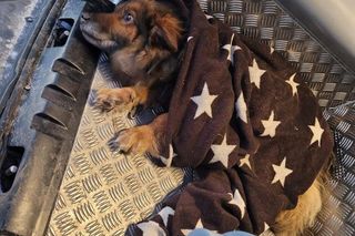 Skrajnie wycieńczone psy pod Bydgoszczą. Jeden z nich nie przeżył transportu 