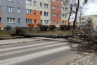 Szkody po Orkanie Eunice. Zrywało dachy, wyrywało grube drzewa, brakowało prądu