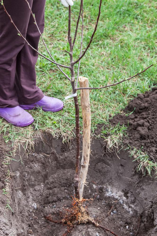 Sadzenie drzew z odkrytymi korzeniami