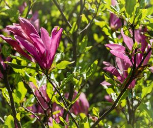 Magnolia 'Susan'