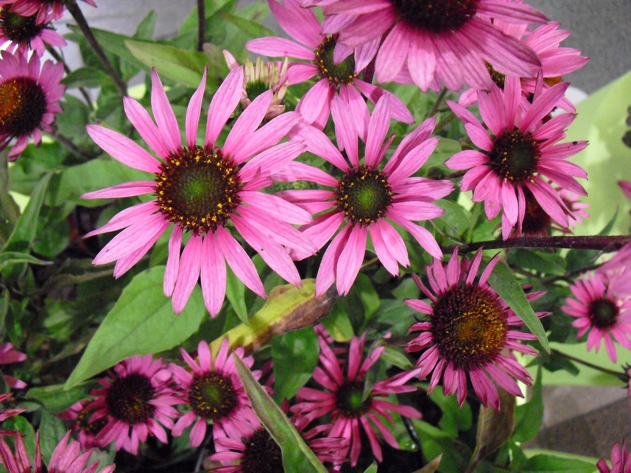 Jeżówka purpurowa 'Liliput' PBR - Echinacea purpurea 'Liliput'
