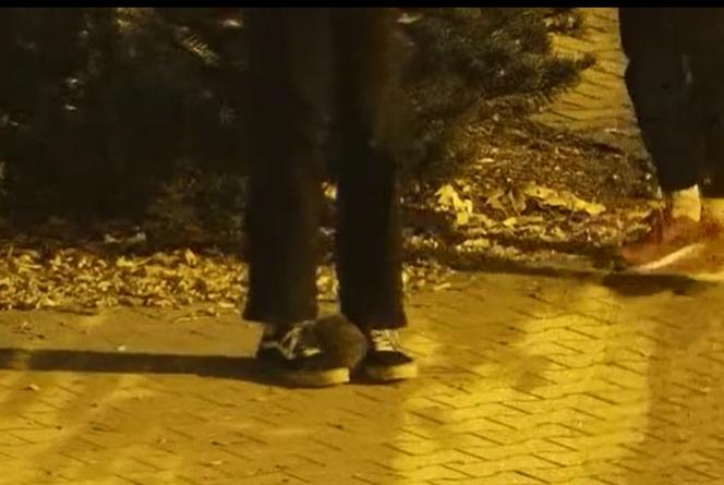 Dwóch nastolatków z Pabianic znęcało się nad jeżem