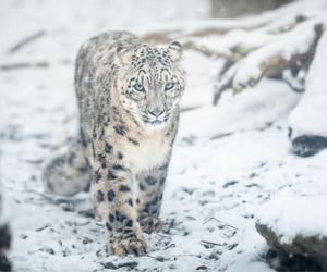 Zima w zoo we Wrocławiu. Zobacz, jak zwierzaki radzą sobie w chłodne dni 