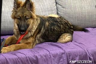 Rico błąkał się po ulicach Szczecina. Młodym owczarkiem zaopiekowały się policjantki