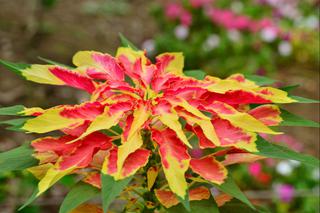 Szarłat trójbarwny - Amaranthus tricolor