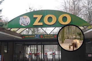 Sukces poznańskiego zoo! Ogród powitał nowego mieszkańca, który jest uznany za wymarłego w naturze 
