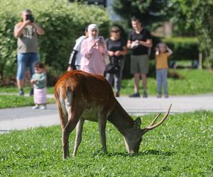 Zakopane ma problem z dzikimi zwierzętami, a turyści traktują je jak zabawki. Burmistrz ostrzega: Jeleń może człowieka przebić na wylot