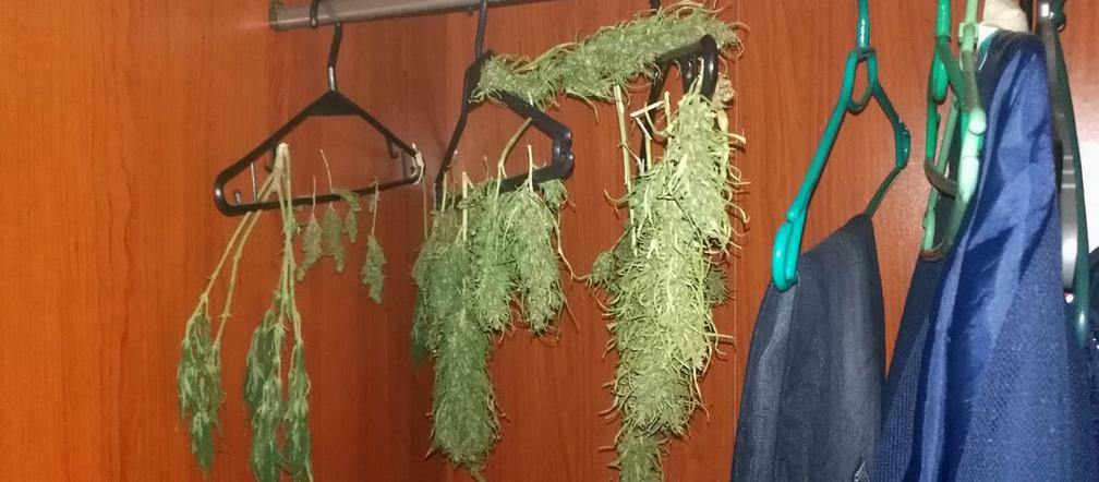 19-latek z Bydgoszczy złapany na gorącym uczynku. Akurat w szafie suszył konopie! 