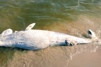 Pomorskie: Martwy wieloryb na brzegu Bałtyku! Waży około 3 tony! [WIDEO NOWA TV 24 GODZINY]