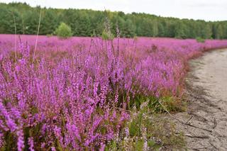 Kwitnące wrzosowiska pod Bornem Sulinowem