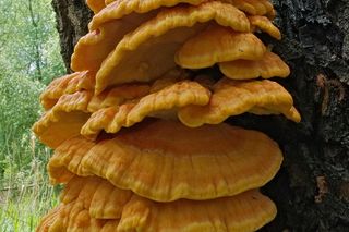 Ten grzyb smakuje jak kurczak. Polacy go pokochali 