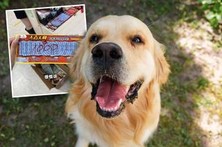 Szok! Pies wygrał na loterii. Zwycięski kupon wybrał w sklepie