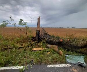 Drzewo runęło na auto z rodziną pod Świeciem! 47-latek nie miał szans tego przeżyć [ZDJĘCIA]