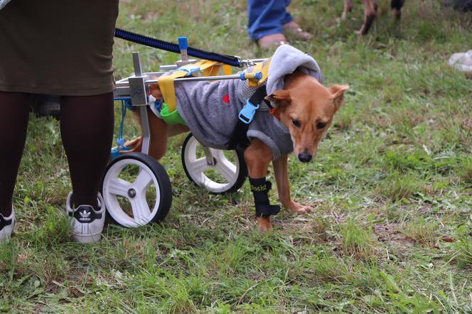 IX Piknik Przyjaciół Schroniska w Toruniu