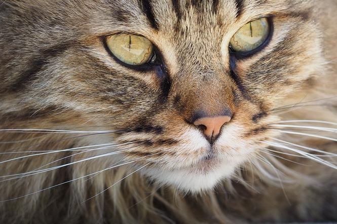 Międzynarodowa Wystawa Kotów Rasowych