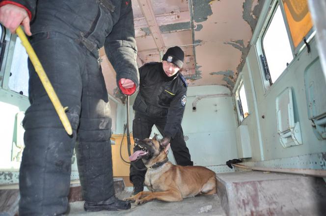 Szkolenie policyjnych czworonogów. Psy do zadań specjalnych ćwiczyły przeszukiwanie trudnego terenu