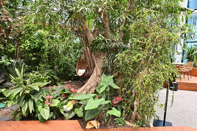 Ogród botaniczny wśród wieżowców