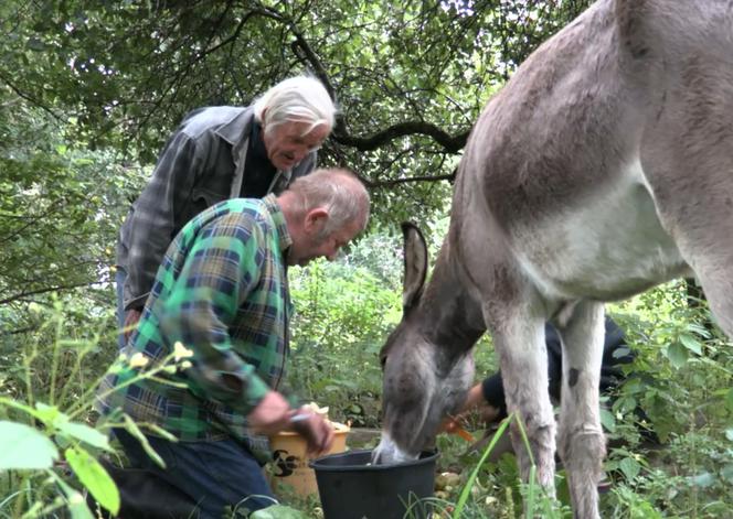 Rolnicy. Podlasie. Gienek i Sławek z wizytą u Maćka z Kundzicz