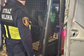 Z kradzionym motocyklem i kasetką z pieniędzmi. Strażnicy miejscy udaremnili zuchwałą kradzież