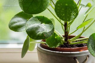 Pilea peperomioides, czyli kwiat pieniążek