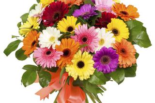 Kwiaty na Dzień Matki: gerbery