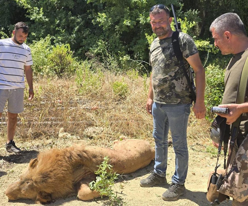 Lew uciekł z zoo i zaatakował człowieka! W kurorcie pełno Polaków