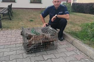 Policjanci uratowali Orła