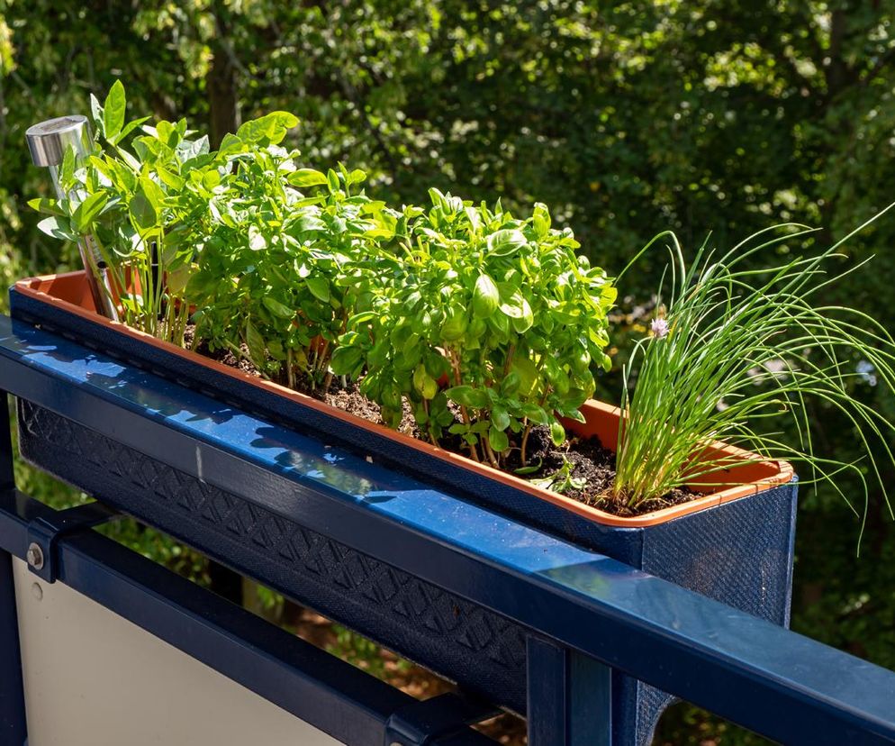 Zioła na zmniejszenie apetytu. Skuteczny sposób na podjadanie